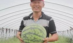 寺寺娱乐吃瓜,揭秘娱乐圈吃瓜背后的真相